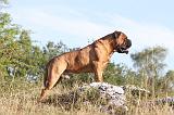 BULLMASTIFF 009